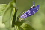 Great blue lobelia